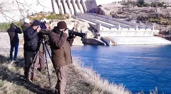 Elazığ'da Kış Ortası Su Kuşu Sayımı Başladı