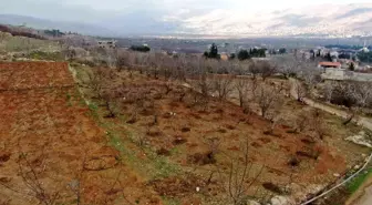 Esad Rejiminin Ardından Suriye'de Tarımda Yeniden Canlanma