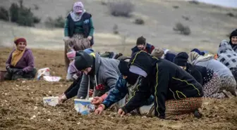 Taşköprü'de Sarımsak Dikim Sezonu Başladı