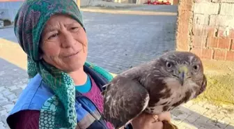 Kastamonu'da Yaralı Şahin'e Köylülerden Destek