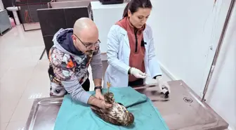 Tedavi Edilen Şahin Doğaya Salındı