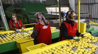 Mersin, Hatay ve Adana Türkiye'nin Narenciye İhracatında Öncü Şehirler