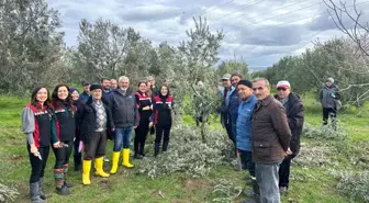 Aliağa'da Zeytin Ağacı Budama Kursu Düzenlendi