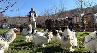 Tokatlı Mehmet Bingöl'ün Tavuk Yetiştiriciliği: 22 Yıldır 15 Farklı Irk