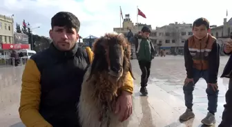 Kilis'te Koyunuyla Sokakları Dolaşan Genç Maskot Haline Geldi