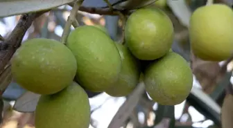 Mersin Mut'ta Zeytin Rekoltesi Düşük Seviye