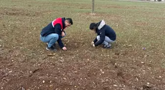 Afyonkarahisar'da Hububat Hasadı İçin Verim Artışı Çalışmaları Devam Ediyor