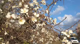 Aydın'da Badem Ağaçları Kış Ortasında Çiçek Açtı