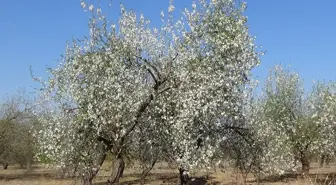 Mersin'de Badem Ağaçları Erken Çiçek Açtı