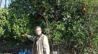 Aydın'da Narenciye Üreticileri Fiyat Uçurumundan Şikayetçi