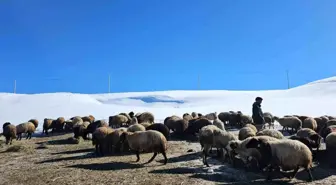 Bitlis'te Sütey Yaylası'nda Çiftçilerin Zorlu Kış Mücadelesi