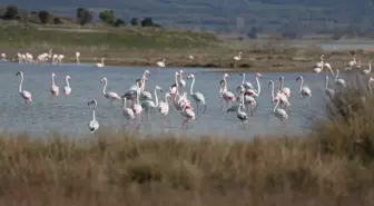 Çanakkale'de Su Kuşu Sayısında Artış