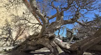 Kadir gecesi bu hale geldi, dut ağacının hikayesi duyanları hayret ettiriyor