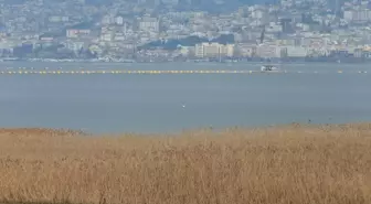 Kocaeli'de Flamingo Gözlem Şenliği Düzenlendi