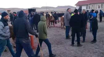 Sivas'ın Ulaş İlçesinde Canlı Hayvan Pazarı Yeniden Açıldı
