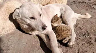 Kars'ta Kedi ve Köpeğin Sımsıcak Dostluğu Kameralara Yansıdı