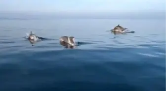 Bursa'da Balıkçı Yunuslarla Eğlendi