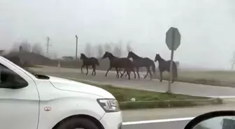 Akyazı'da Atlar Dörtnala Yolda Koştu