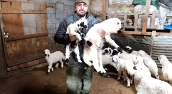 Erzincan'da Kuzu Doğum Sezonu İçin Yoğun Mesai Başladı