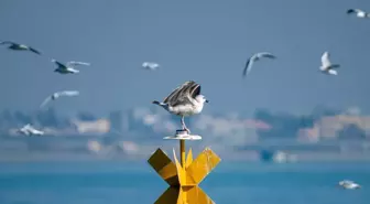 Mersin'de Kuş Gözlem Etkinliği Düzenlendi