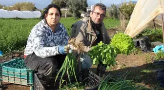 Aydın'da Çiftçilikle Geçimlerini Sağlayan Solagay Çifti