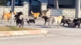 Edirne'de Sokak Köpekleri Arasında Korkutucu Kavga