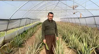 Hakkari'de Aloe Vera Üreten Girişimci Pazarlama Sorunlarıyla Mücadele Ediyor