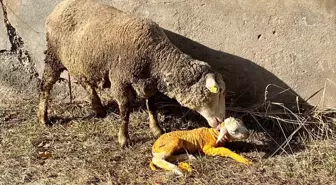 Erzincan'da Zorlanan Koyun, Veterinerin Müdahalesiyle Kurtarıldı