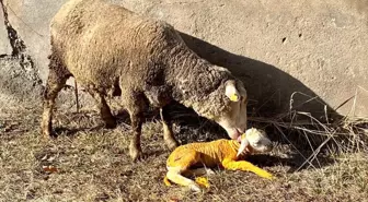 Erzincan'da Zor Durumda Koyuna Veteriner Müdahalesi