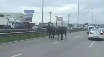 Bursa'da Başıboş Atlar Ana Yolu Kapattı