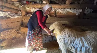 Giresunlu Emine Eker, Hayvancılıkla Geçimini Sağlıyor