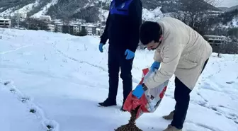 Göynük Belediyesi'nden Sahipsiz Hayvanlara Yemleme Desteği