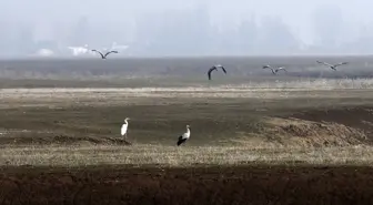 Muş Ovası'nda Kışın Göç Etmeyen Kuşlar