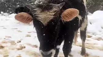 Kocaeli'de Kar Yağışına Rağmen Büyükbaş Hayvanlar Otlanmaya Devam Ediyor