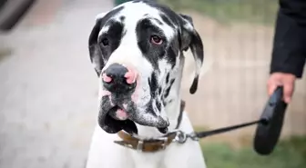 Köpek Irkları ve Kinoloji Federasyonu'ndan Kayıt Altına Alma Etkinliği