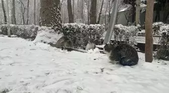 Tahran'a Yılın İlk Karı Yağdı