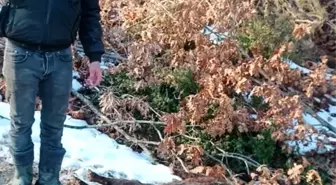 Çanakkale'de Domuz Avında Tüfek Kazara Ateş Aldı, Genç Hayatını Kaybetti