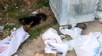 Kırklareli'nde Ölü Köpek ve Kuzu Bulundu, Soruşturma Başlatıldı