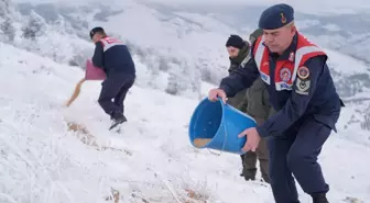 Kırşehir Jandarması Yaban Hayvanları İçin Yem Bıraktı