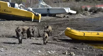 Marmaris'te Yaban Domuzları Sahile İndi