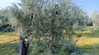 Manisa'nın Sarıgöl ilçesinde zeytin ağaçlarının budama işlemleri başladı