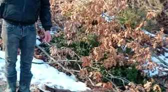 Çanakkale'de Domuz Avında Kazara Arkadaşını Vuran Genç Tutuklandı