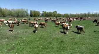 'Kırsalda Bereket Hayvancılığa Destek' projesi başvuruları 28 Şubat tarihine kadar yapılabilecek