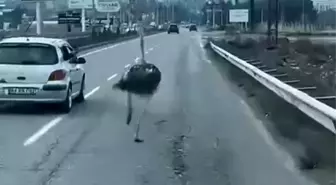 Diyarbakır'da Deve Kuşu Trafiği Alt Üst Etti