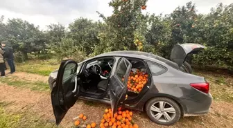 Mersin'de 500 Kilogram Portakal Hırsızlığı: Zanlı Tutuklandı