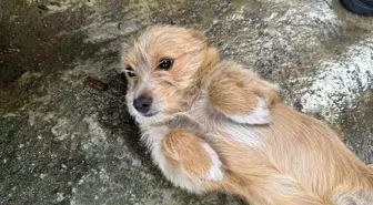 Zonguldak'ta Terk Edilen Köpeğe Komşuları Sahip Çıktı