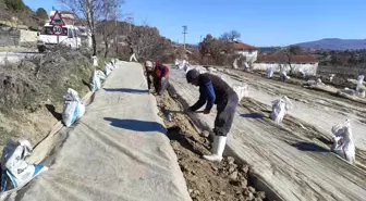 Manisa'nın Selendi İlçesinde Tütün Üretimi Yeniden Canlanıyor