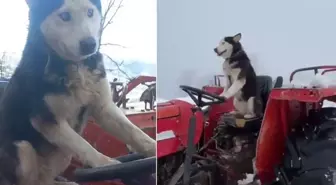 Sibirya kurdunun traktör aşkı! Direksiyona bile geçti