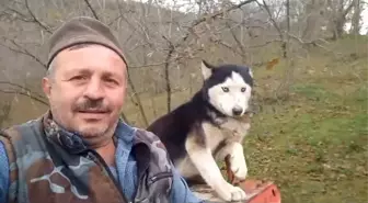 Sibirya Kurdunun Traktör Sevgisi Görenleri Şaşırttı