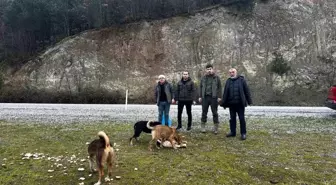 Vezirköprü Avcılar Derneği, Soğuk Havada Yaban Hayvanlarına Yardım Eli Uzattı